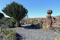 A coleção de eufórbios do Jardim de Cactus em Guatiza em Lanzarote.  Clicar para ampliar a imagem em Adobe Stock (novo guia).