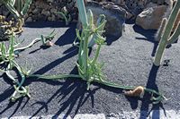 Die Kaktusgarten Euphorbien der Sammlung Guatiza auf Lanzarote. Euphorbia waterbergensis. Klicken, um das Bild in Adobe Stock zu vergrößern (neue Nagelritze).