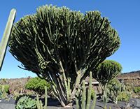 De verzameling van wolfsmerk van de Cactustuin in Guatiza in Lanzarote. Euphorbia kandelaar. Klikken om het beeld te vergroten in Adobe Stock (nieuwe tab).