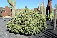 De verzameling van wolfsmerk van de Cactustuin in Guatiza in Lanzarote. Euphorbia lactea forma cristata. Klikken om het beeld te vergroten in Adobe Stock (nieuwe tab).