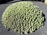 Die Sammlung von Euphorbia Kaktusgarten in Guatiza auf Lanzarote. Euphorbia echinus. Klicken, um das Bild in Adobe Stock zu vergrößern (neue Nagelritze).