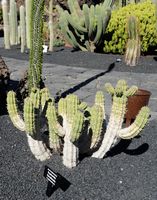 Die Kaktusgarten Euphorbien der Sammlung Guatiza auf Lanzarote. Euphorbia handiensis. Klicken, um das Bild in Adobe Stock zu vergrößern (neue Nagelritze).
