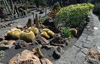 De collectie van vetplanten van de Cactustuin in Guatiza in Lanzarote. Cactustuin. Klikken om het beeld te vergroten in Adobe Stock (nieuwe tab).