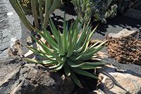 The collection of succulents Cactus Garden in Guatiza in Lanzarote. Aloe reitzii. Click to enlarge the image in Adobe Stock (new tab).