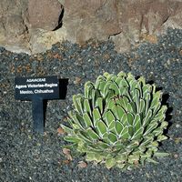 Die Sammlung von Sukkulenten Kaktusgarten in Guatiza auf Lanzarote. Agave victoriae-reginae. Klicken, um das Bild in Adobe Stock zu vergrößern (neue Nagelritze).