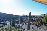 Die Sammlung von Sukkulenten Kaktusgarten in Guatiza auf Lanzarote. die Terrasse der Cafeteria. Klicken, um das Bild in Adobe Stock zu vergrößern (neue Nagelritze).