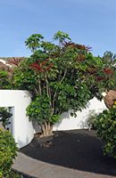 Das Dorf Nazaret in Lanzarote. Tropischer Baum Lagomar. Klicken, um das Bild in Adobe Stock zu vergrößern (neue Nagelritze).
