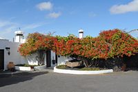 The village of Tahíche in Lanzarote. Bougainvillea at the entrance of the house of César Manrique. Click to enlarge the image in Adobe Stock (new tab).