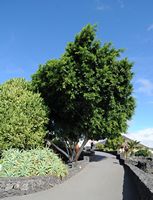 The village of Tahíche in Lanzarote. Malaysia Banyan (Ficus microcarpa). Click to enlarge the image in Adobe Stock (new tab).