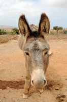 A aldeia de Tefia em Fuerteventura. Alcogida, burro de tração. Clicar para ampliar a imagem em Adobe Stock (novo guia).