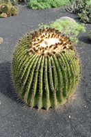 Het dorp Tiagua in Lanzarote. Schoonmoedersstoel (Echinocactus grusonii). Klikken om het beeld te vergroten in Adobe Stock (nieuwe tab).