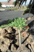 Das Dorf Tiagua in Lanzarote. balsamifère Spurge (Euphorbia balsamifera). Klicken, um das Bild in Adobe Stock zu vergrößern (neue Nagelritze).
