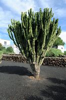 Le village de Tiagua à Lanzarote. Euphorbe candélabre (Euphorbia candelabrum). Cliquer pour agrandir l'image dans Adobe Stock (nouvel onglet).