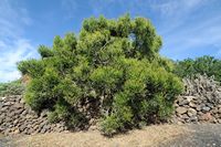 Das Dorf Tiagua in Lanzarote. blattlos Wolfsmilch (Euphorbia aphylla). Klicken, um das Bild in Adobe Stock zu vergrößern (neue Nagelritze).