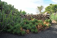 Das Dorf Tiagua in Lanzarote. Haworthia herbacea. Klicken, um das Bild in Adobe Stock zu vergrößern (neue Nagelritze).