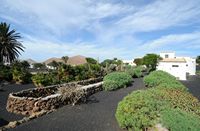 Il villaggio di Tiagua a Lanzarote. Euphorbia. Clicca per ingrandire l'immagine in Adobe Stock (nuova unghia).