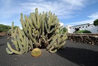 El pueblo de Tiagua en Lanzarote. Echinopsis spachiana. Haga clic para ampliar la imagen en Adobe Stock (nueva pestaña).