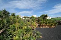 Das Dorf Tiagua in Lanzarote. Yuccas. Klicken, um das Bild in Adobe Stock zu vergrößern (neue Nagelritze).