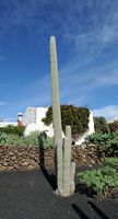 Das Dorf Tiagua in Lanzarote. Cephalocereus senilis. Klicken, um das Bild in Adobe Stock zu vergrößern (neue Nagelritze).