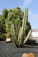 De stad Antigua in Fuerteventura. De cactustuin.Pachycereus weberi. Klikken om het beeld te vergroten in Adobe Stock (nieuwe tab).