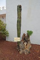 The town of Antigua in Fuerteventura. The cactus garden. Pachycereus marginatus. Click to enlarge the image in Adobe Stock (new tab).