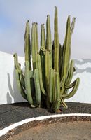 The town of Antigua in Fuerteventura. The cactus garden. Pachycereus marginatus. Click to enlarge the image in Adobe Stock (new tab).