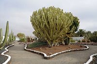 De stad Antigua in Fuerteventura. De cactustuin.Kandelaar wolfsmelk (Euphorbia candelabrum). Klikken om het beeld te vergroten in Adobe Stock (nieuwe tab).