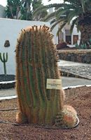La ciudad de Antigua en Fuerteventura. El Jardín de Cactus. Ferocactus latispinus subspecies spiralis Ferocactus synonymus recurvus. Haga clic para ampliar la imagen Adobe Stock (nueva pestaña).