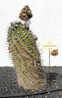 De stad Antigua in Fuerteventura. De cactustuin.Ferocactus niet geïdentificeerd. Klikken om het beeld te vergroten in Adobe Stock (nieuwe tab).