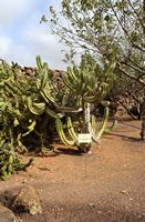 The town of Antigua in Fuerteventura. The cactus garden. Myrtillocactus geometrizans. Click to enlarge the image in Adobe Stock (new tab).