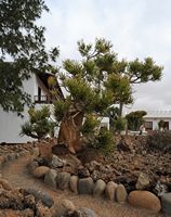 De stad Antigua in Fuerteventura. De cactustuin.Bladerloze wolfsmelk (Euphorbia aphylla). Klikken om het beeld te vergroten in Adobe Stock (nieuwe tab).