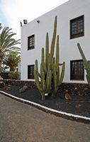 O moinho de Antigua em Fuerteventura. Jardim de cactus do Centro de Artesanato. Clicar para ampliar a imagem em Adobe Stock (novo guia).