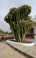 Die Mühle Antigua Fuerteventura. Euphorbia candelabrum. Klicken, um das Bild in Adobe Stock zu vergrößern (neue Nagelritze).