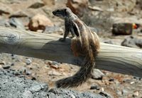 Das Landpark Betancuria in Fuerteventura. Barbary-Eichhörnchen (Atlantoxerus getulus). Klicken, um das Bild in Adobe Stock zu vergrößern (neue Nagelritze).