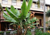 La ciudad de La Orotava en Tenerife. Patio, Casa Torrehermosa. Haga clic para ampliar la imagen Adobe Stock (nueva pestaña).