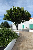Teguise auf Lanzarote Die Stadt. der Plaza Reina Ico. Klicken, um das Bild in Adobe Stock zu vergrößern (neue Nagelritze).