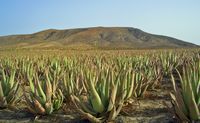 De flora en fauna van Fuerteventura. Aloe Field, aloë vera, Fuerteventura. Klikken om het beeld te vergroten.