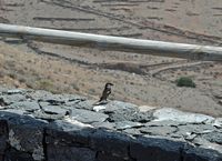 De flora en fauna van Fuerteventura. Spaanse mus (Passer hispaniolensis) in Betancuria. Klikken om het beeld te vergroten.
