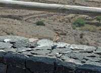 The flora and fauna of Fuerteventura. Spanish Sparrow (Passer hispaniolensis) in Betancuria. Click to enlarge the image.