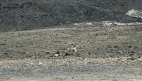 The flora and fauna of Fuerteventura. Goat on the peninsula Jandía. Click to enlarge the image.