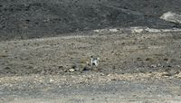 De flora en fauna van Fuerteventura. Geit op het schiereiland Jandía. Klikken om het beeld te vergroten.