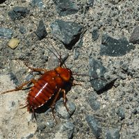 A flora e a fauna de Fuerteventura. Inseto juvenil a identificar em Corralejo. Clicar para ampliar a imagem.