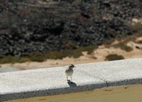 De flora en fauna van Fuerteventura. Berthelots pieper (Anthus berthelotii) aan de vuurtoren van Lobos. Klikken om het beeld te vergroten.