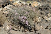 La flore et la faune de Fuerteventura. Statice tuberculée (Limonium tuberculatum). Cliquer pour agrandir l'image.