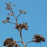La flora y la fauna de Fuerteventura. alcaudón (Lanius excubitor) en El Cotillo. Haga clic para ampliar la imagen.