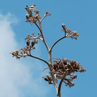 The flora and fauna of Fuerteventura. Grey Shrike (Lanius excubitor) in El Cotillo. Click to enlarge the image.