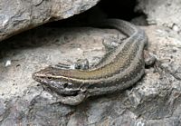 De flora en fauna van La Gomera. Lizard, Boettger's Lizard gomerae, vrouw. Klikken om het beeld te vergroten.