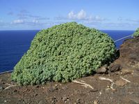 La flora y la fauna de Gran Canaria. Euphorbia balsamifera en Garafía (autor Frank Vincentz). Haga clic para ampliar la imagen.