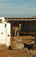 A flora e a fauna da ilha de Lanzarote. Camel ao museu agrícola El Patio em Tiagua. Clicar para ampliar a imagem.