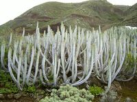 La flora y la fauna de la isla de La Palma, en las Islas Canarias. Euphorbia canariensis en el Fajana (autor Frank Vincentz). Haga clic para ampliar la imagen.